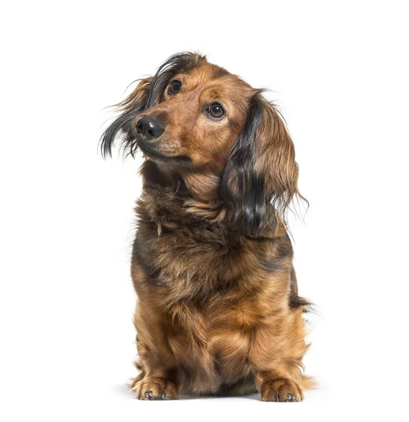 Dachshund, perro salchicha, perro salchicha sentado frente al bac blanco —  Fotos de Stock