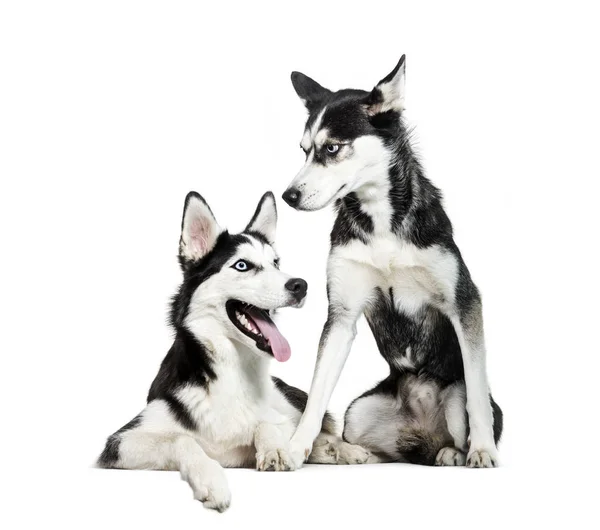 Husky siberiano sentado frente a fondo blanco — Foto de Stock