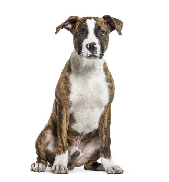 American Staffordshire Terrier, the Amstaff sitting in front of — Stock Photo, Image