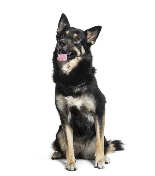 German Shepherd sitting in front of white background — Stock Photo, Image