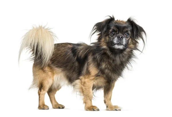 Tibetan spaniel in front of white background — Stock Photo, Image