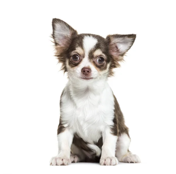 Chihuahua duduk di depan latar belakang putih — Stok Foto