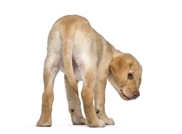 Labrador Retriever, 2 meses, em frente ao fundo branco — Fotografia de Stock