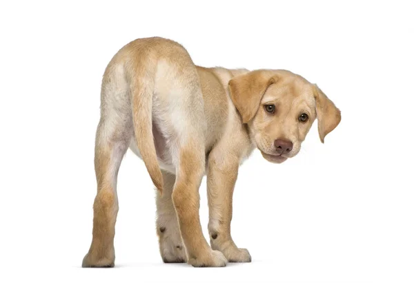 Labrador geri almak, 2 ay yaşlı, beyaz arka plan önünde — Stok fotoğraf