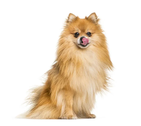 Pomeranian, 2 years old, sitting in front of white background — Stock Photo, Image