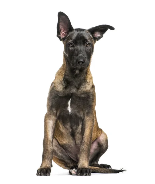 Malinois Hund, 3 Monate alt, sitzt vor weißem Hintergrund — Stockfoto