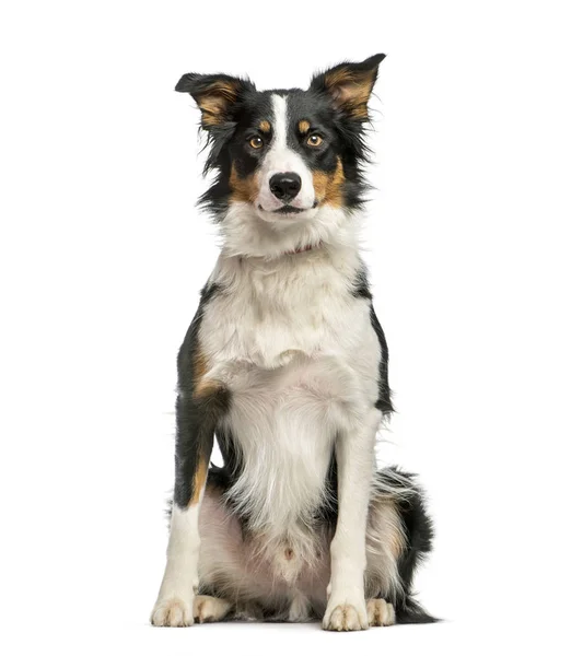 Border Collie, 1 año de edad, sentado frente al fondo blanco — Foto de Stock