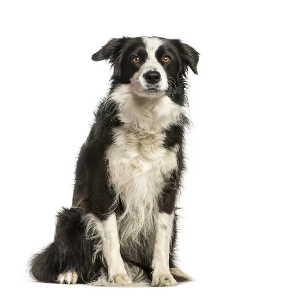 Border Collie, 4 years old, sitting in front of white background — Stock Photo, Image