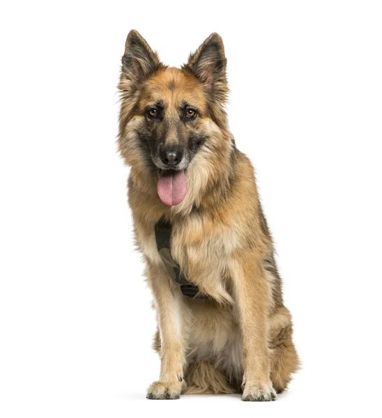 Schäferhund, 1 Jahr alt, sitzt vor weißem Hintergrund — Stockfoto