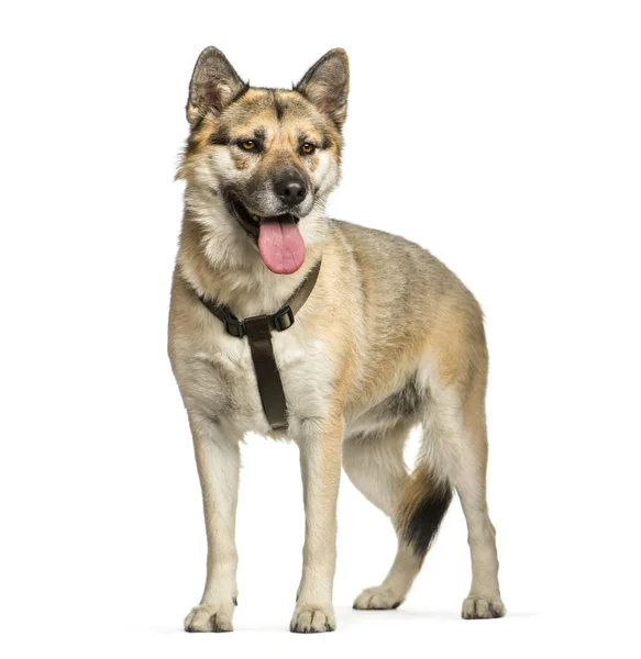 Mixed-breed dog in front of white background — Stock Photo, Image