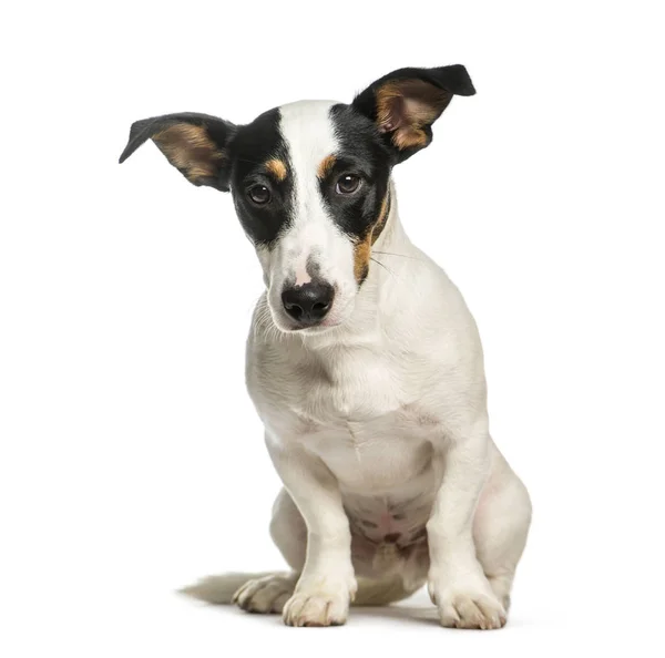 Jack Russell Terrier, 5 anos, sentado na frente do bac branco — Fotografia de Stock