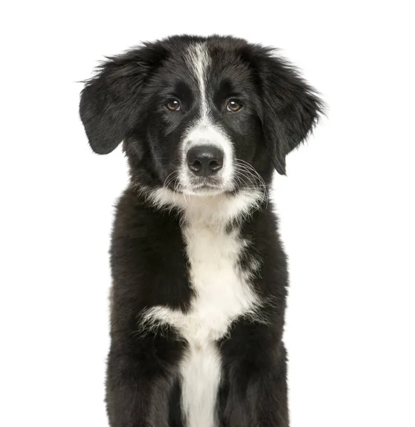 Border Collie, 3 mois, assise devant un backgroun blanc — Photo