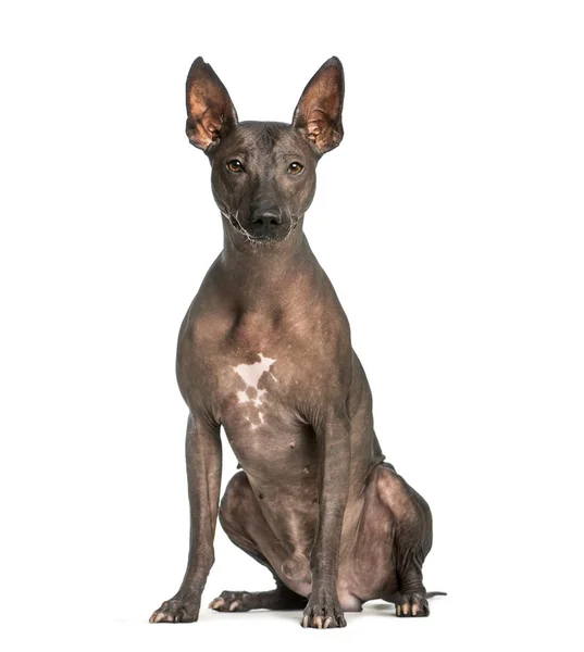 Peruviano Hairless Dog, 3 anni, seduto di fronte al bianco ba — Foto Stock