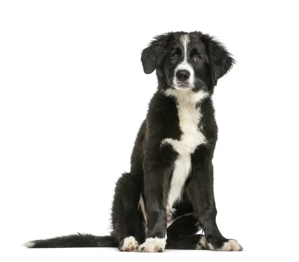 Border Collie, 3 months old, sitting in front of white backgroun — Stock Photo, Image