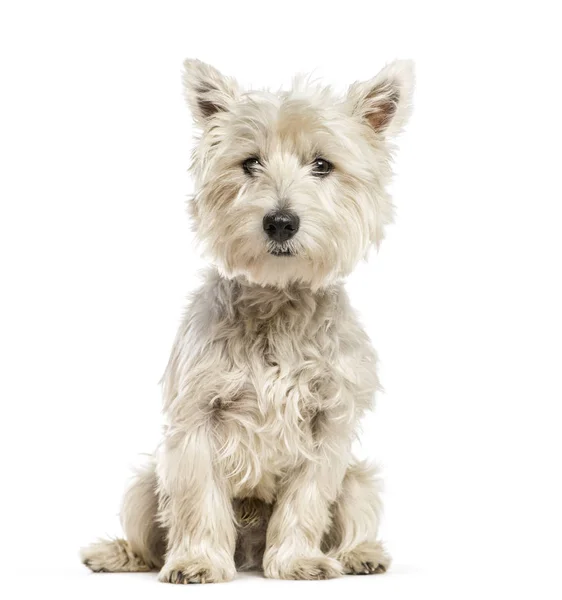 West Highland White Terrier, the Westie sitting in front of whit — Stock Photo, Image