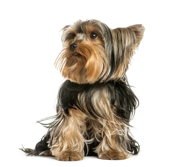 Yorkshire Terrier, 2 años, sentado delante de blanco backgr —  Fotos de Stock