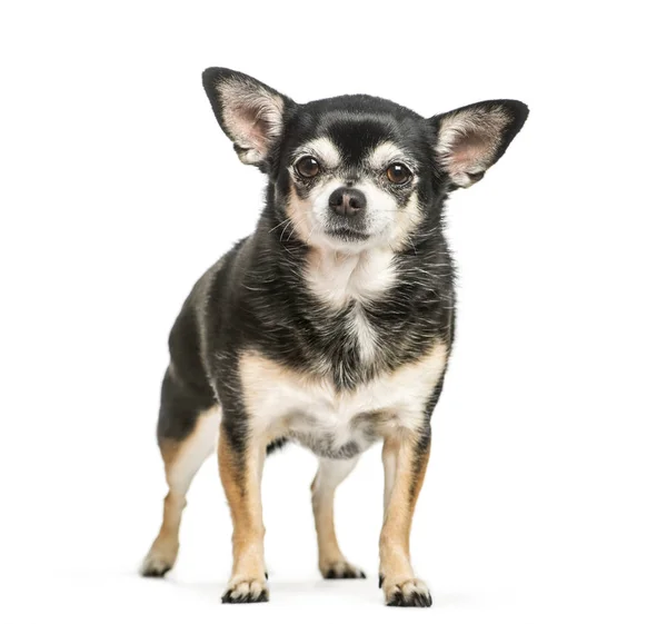 Chihuahua, 9 years old, sitting in front of white background — Stock Photo, Image