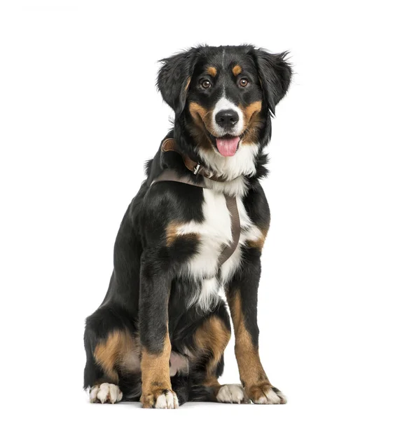 Bernese Mountain dog, 9 months old, sitting in front of white ba — Stock Photo, Image