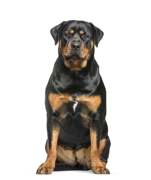 Rottweiler, 1 year old, sitting in front of white background — Stock Photo, Image