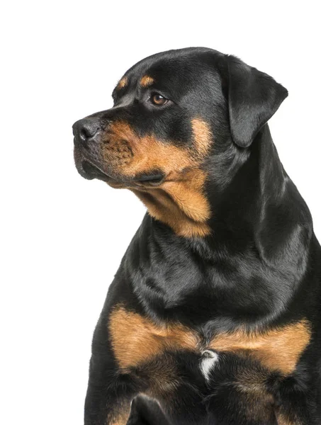 Rottweiler, 1 year old, sitting in front of white background — Stock Photo, Image
