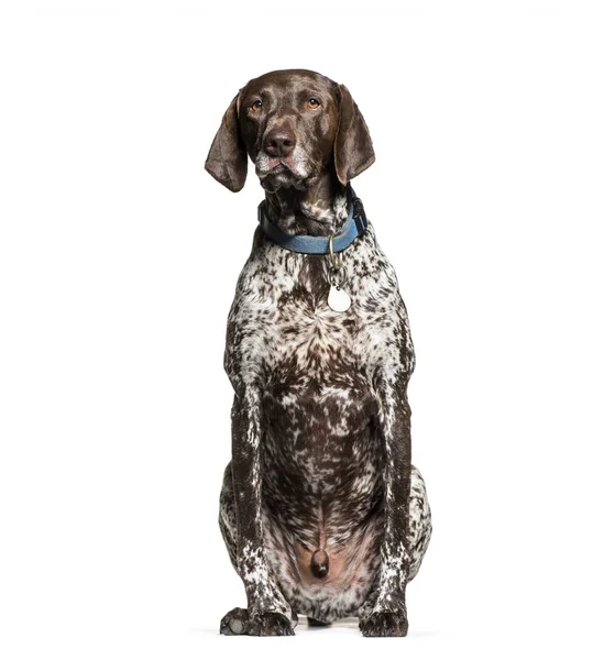 Alemão Shorthaired Pointer, 6 anos, sentado na frente do whi — Fotografia de Stock