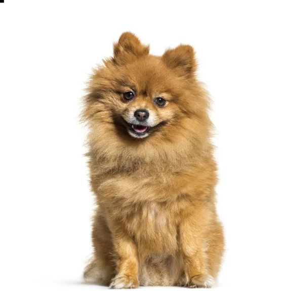 Pomeranian, 4 anos, sentado em frente ao fundo branco — Fotografia de Stock