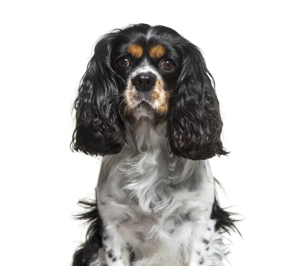 Cavalier King Charles, 6 years old, sitting in front of white ba — Stock Photo, Image