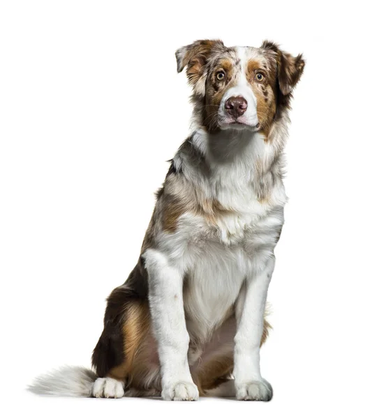 Australian Shepherd, 5 maanden oud, wit bac zit — Stockfoto