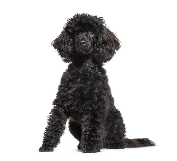 Poodle, 9 meses, sentado em frente ao fundo branco — Fotografia de Stock