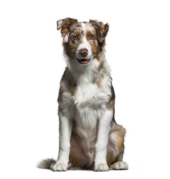 Australian Shepherd, 5 meses, sentado na frente do bac branco — Fotografia de Stock