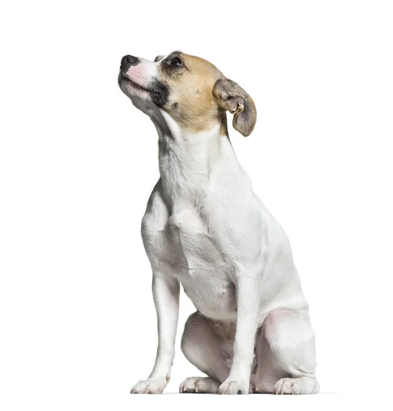 Vegyes fajta kutya, 1 éves, fehér háttere előtt ülve — Stock Fotó