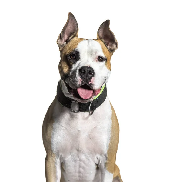 American Staffordshire Terrier, 2 years old, sitting in front of — Stock Photo, Image