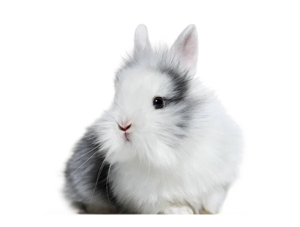 Conejo blanco y gris, de 8 semanas de edad, delante de fondo blanco — Foto de Stock