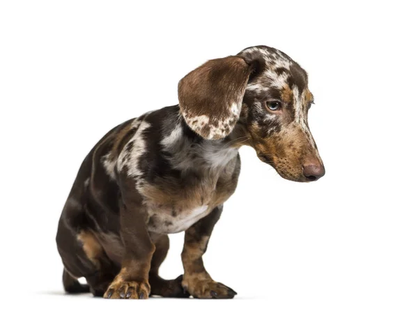 Dachshund, 5 months old, sitting in front of white background — Stock Photo, Image