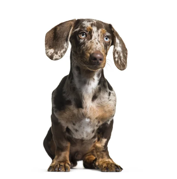 Dachshund, 5 months old, sitting in front of white background — Stock Photo, Image