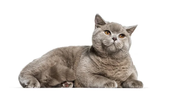 British Shorthair, 6 months old, lying in front of white backgro — Stock Photo, Image