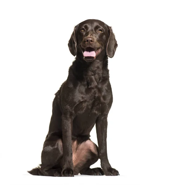 Labrador Retriever, 1 year old, sitting in front of white backgr — Stock Photo, Image