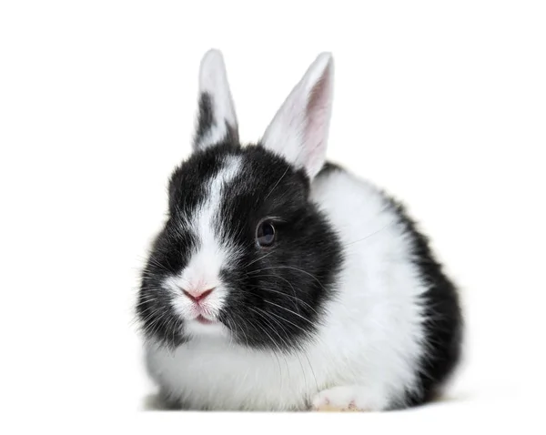 Rabbit, 8 weeks old, in front of white background Stock Photo