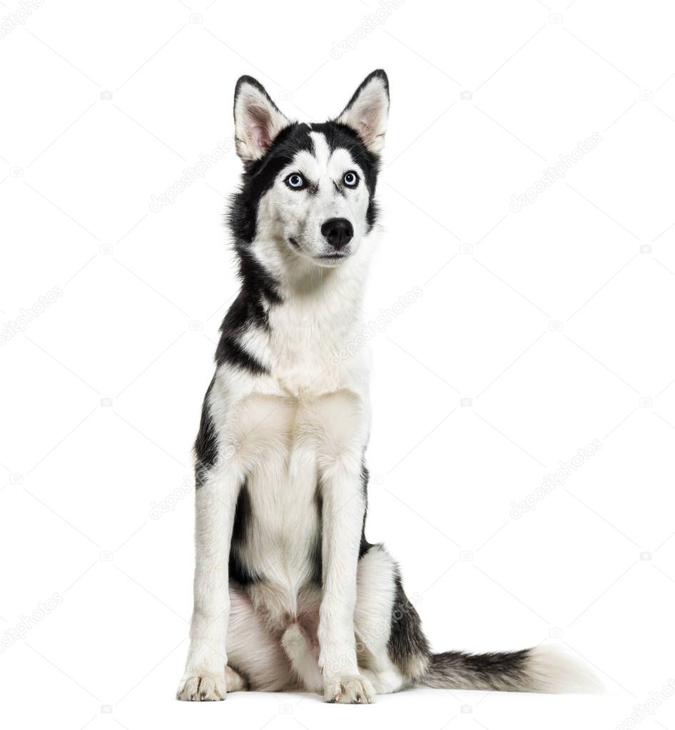 Siberian Husky, 6 months old, sitting in front of white backgrou