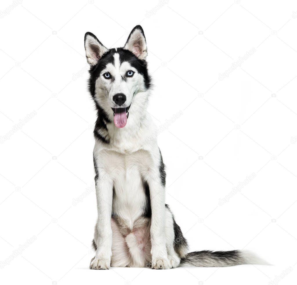 Siberian Husky, 6 months old, sitting in front of white backgrou