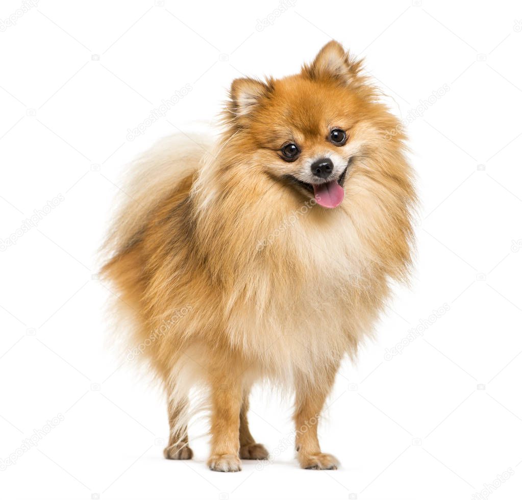 Pomeranian, 2 years old, in front of white background