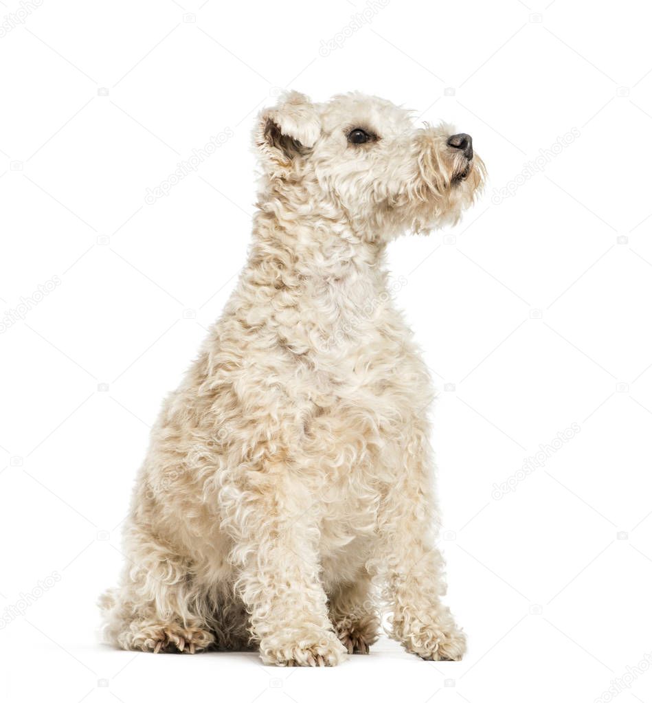 Lakeland Terrier, 6 years old, sitting in front of white backgro