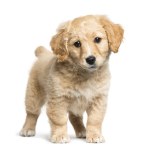 Cachorro Golden Retriever de 7 semanas de idade olhando para os olhos em fundo branco