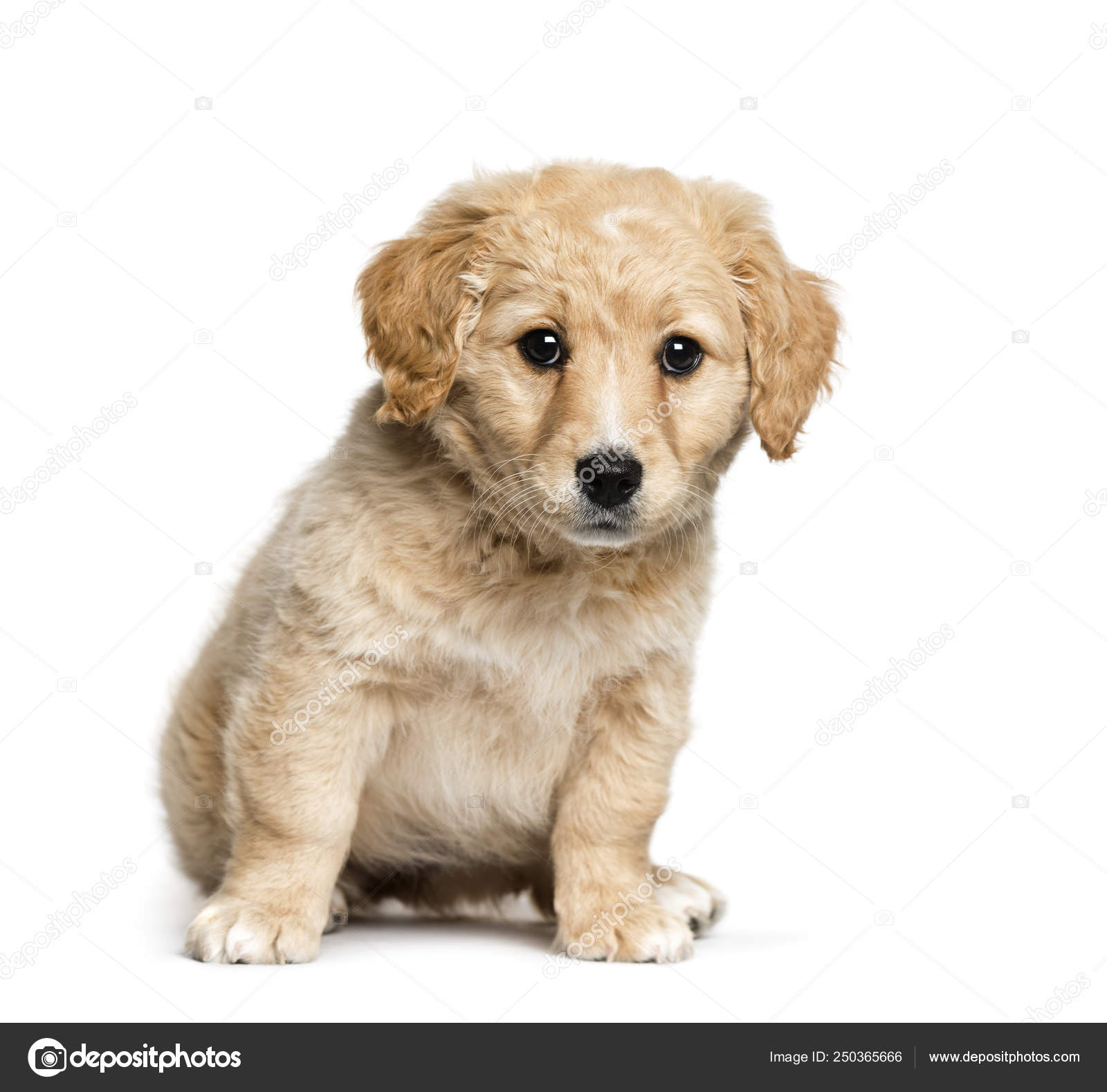 Terrier mix cheap with golden retriever