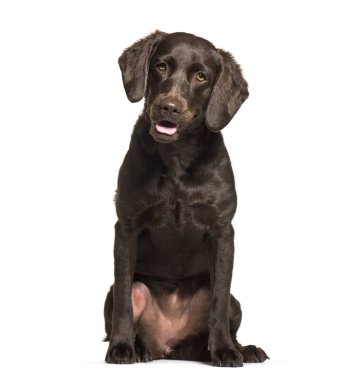 Labrador Retriever, 1 yaşında, beyaz backgr önünde oturan