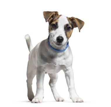 Jack Russell, 16 hafta yaşlı, beyaz arka plan önünde