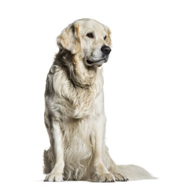 Golden Retriever, 5 yıl yaşlı, önünde oturan backgro beyaz.