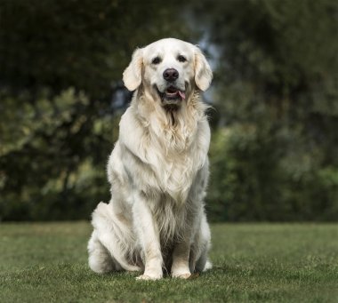 Golden Retriever, 2 yaşında, Park
