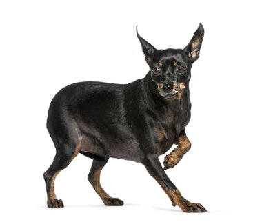 Beyaz arkaplan önünde minyatür pinscher
