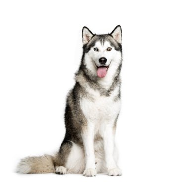 Sibirya Husky, 9 ay yaşlı, beyaz backgrou önünde oturan